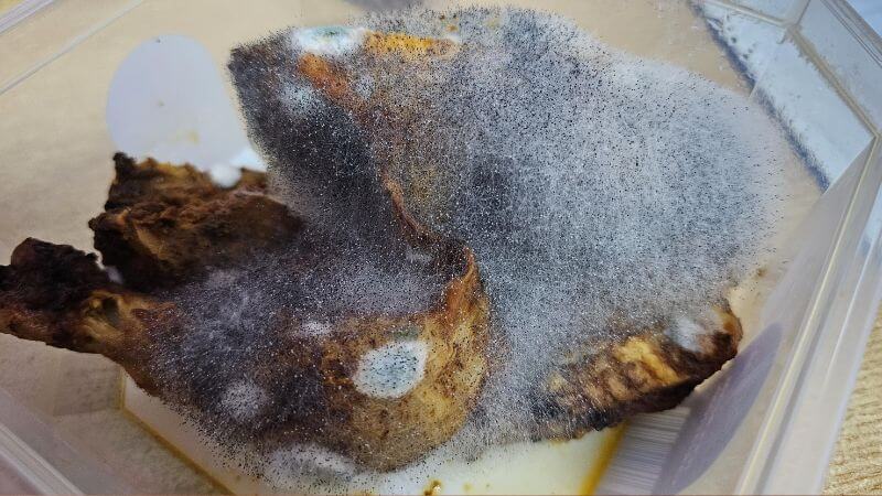 Moldy chicken is not safe to eat